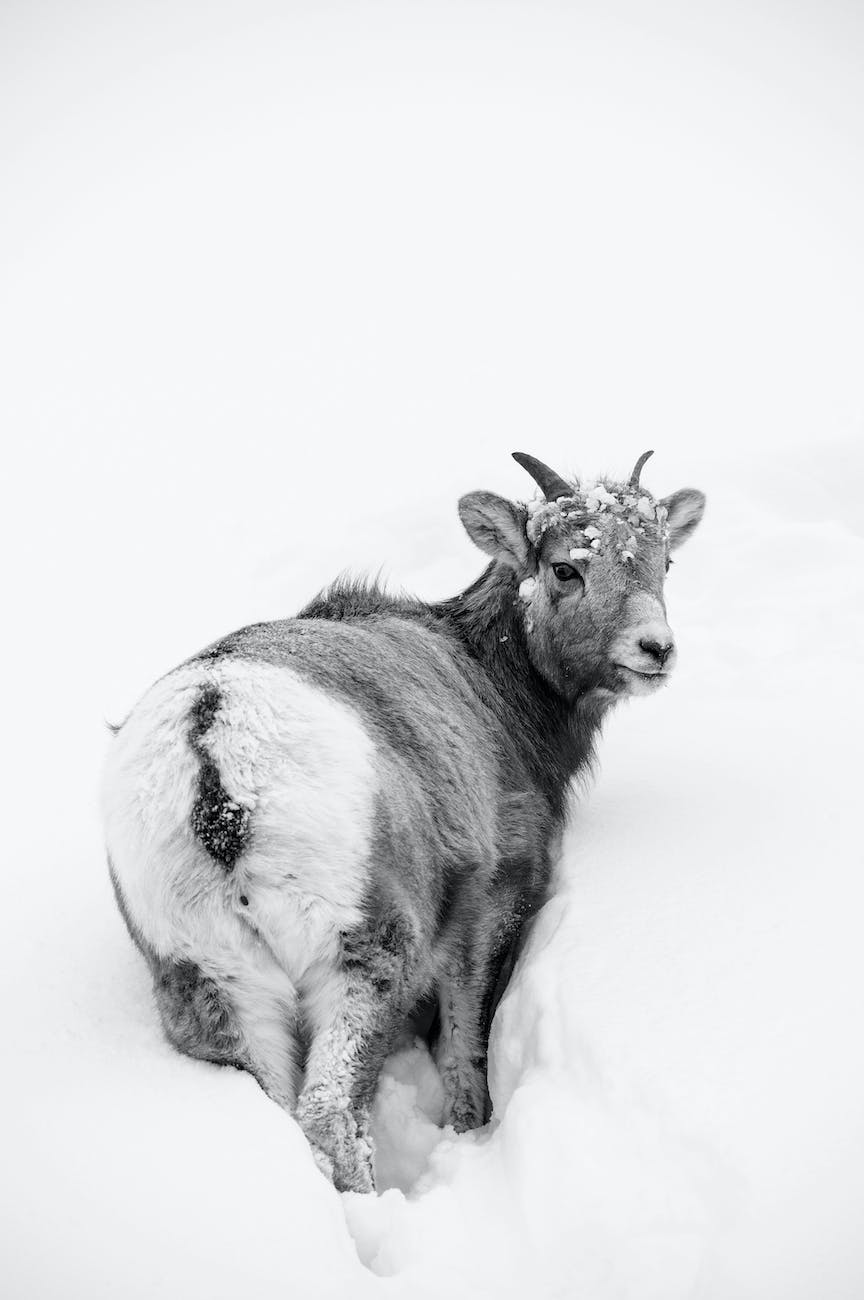 a goat stuck on snow covered ground