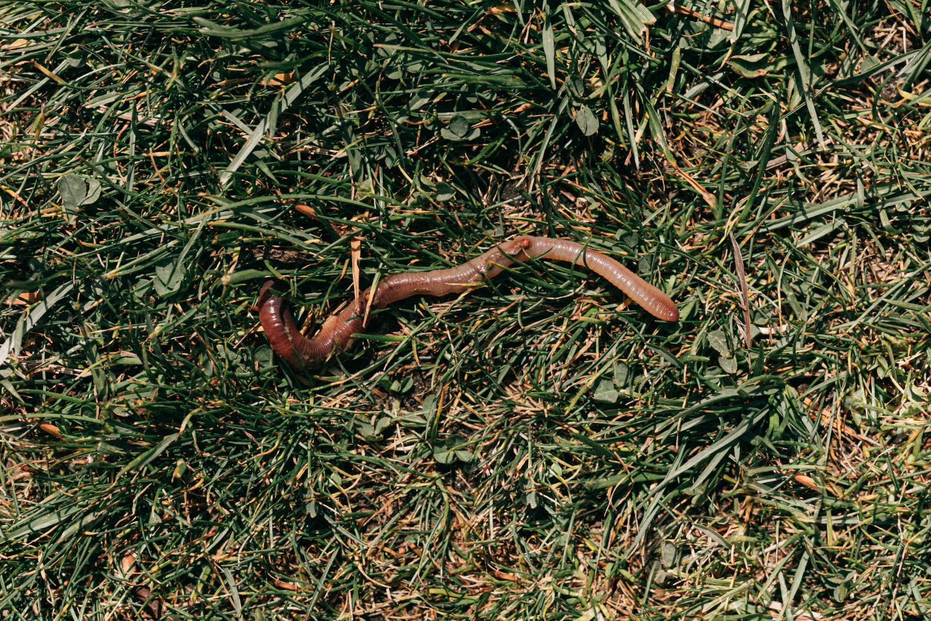red earthworm crawling on grassy soil